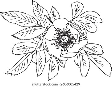 Rose hip Flower outline vector illustration Hand-drawn botanical line art Great for wedding decor, invitation, coloring books or cards.