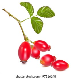 Rose Hip Fruit With Leaves (dogrose). Vector Illustration