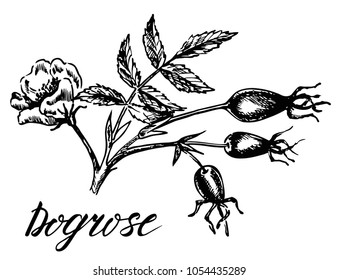 Rose hip fruit sketch icon. Vector botanical design of rose hip or haw berry fruit of dog rose plant with leaf. Isolated sketch symbol