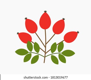 Rose hip fruits. Autumn vector illustration.