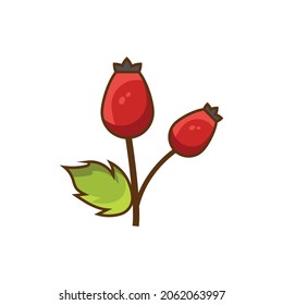 Icono de caricatura de frutos de cadera rosa, vector de comida de bayas forestales. cadera roja de rosa aislada en fondo blanco. se puede usar como ilustración para herbario