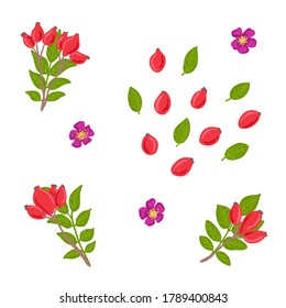 Handgezeichnete, rosse Hüfte, Vektorgrafik-Set. Rosship-Beerensammlung. Hunderosbeere, Ast, Blume, Blattdesign-Vorlage