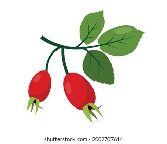 Icono de cadera rosa aislado en fondo blanco. Bayas de cadera silvestre roja en una rama con hojas verdes. Ilustración vectorial.