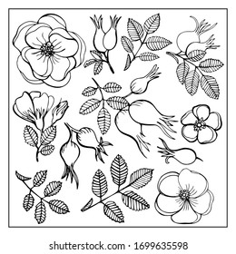 Rose hip leaves flowers doodle hand drawn graphics vector