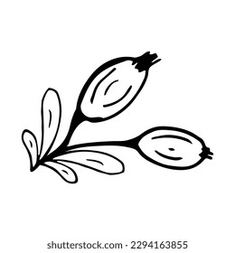 Rose hip in line style. Isolated hand drawing berry vector illustration. Doodle simple outline. Berry for icon, menu, cover, print, poster, cards, web element, social media, card for children.