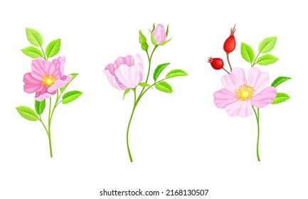 Flores rosadas de cadera rosa y hojas verdes. Ilustración vectorial de ramas de rosa salvajes