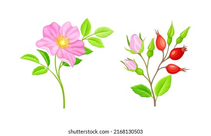 Flores rosa rosadas y bayas rojas. Ilustración vectorial de ramas de rosa salvajes en flor