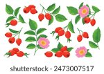 Rose hip set tender pink blossom flower with berries and green leaves isometric vector illustration. Seasonal flourish herbal vitamin botanical plant ripe garden wildflower organic berry growth branch