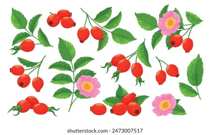 Rose hip set tender pink blossom flower with berries and green leaves isometric vector illustration. Seasonal flourish herbal vitamin botanical plant ripe garden wildflower organic berry growth branch