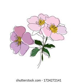 Icono brillante del vector de cadera rosa aislado en fondo blanco. Mano dibujó cadera rosa. Para infografía, sitio web o aplicación