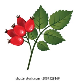 Rose hip, vector illustration, isolated. Dog rose berries. Branch of rosa canina with fruits and leaves, clipping path.