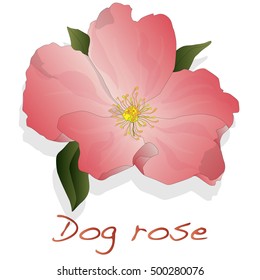 Rose hip vector isolated on a white background. 
