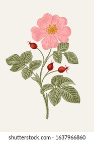 Rose Hip. Wild Rose. Botanical Floral Vector Illustration.  