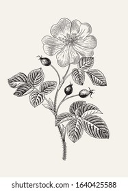 Rose hip. Wild rose. Botanical floral vector illustration. Black and white  