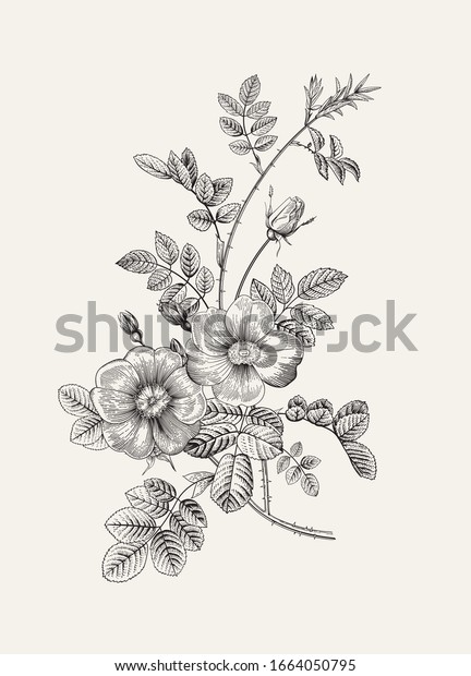 ローズヒップ 野バラ 植物性花柄のベクターイラスト 白黒 のベクター画像素材 ロイヤリティフリー
