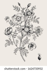 Rose hip. Wild rose. Botanical vector illustration. Black and white  