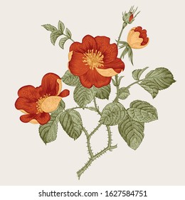 Rose hip. Wild rose. Botanical vector illustration.  