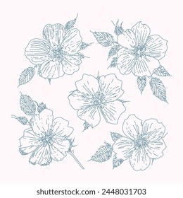 Rose hip wild flowers illustration, poster modern art. Contemporary botanical