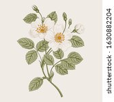 Rose hip. Wild white rose. Botanical vector illustration.  