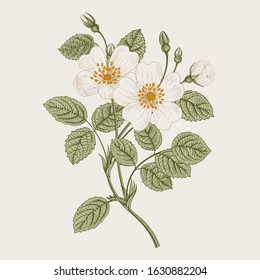 Rose hip. Wild white rose. Botanical vector illustration.  