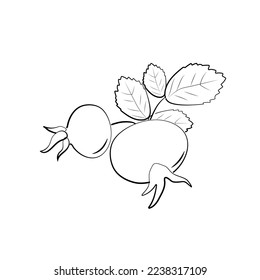Rose hips branch. Vector ripe fruits. Rosehip or hawthorn harvest