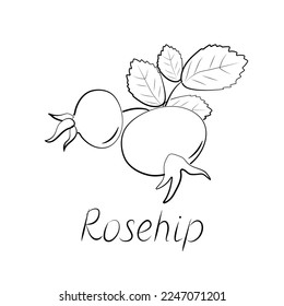 Rose hips branch. Vector ripe fruits. Rosehip or hawthorn harvest