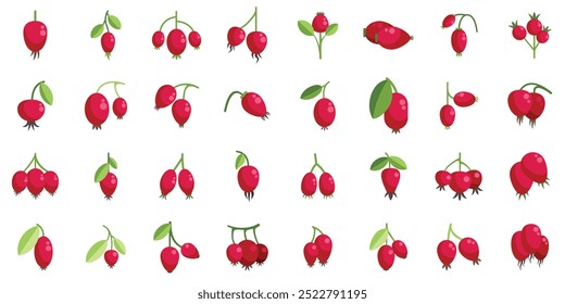 Rose hips collection growing on branches with green leaves in different positions