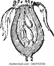 Rose hips, From the Dictionary of Word and Things, 1888.