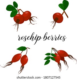 Rosenhippen verschiedener Formen und Sorten in unterschiedlichen Positionen. Vektorgrafik