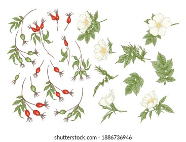 Rose hips with flowers and berries. Clip art, set of elements for design. Graphic drawing, engraving style. Vector illustration.