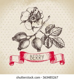 Rose hips. Hand drawn sketch berry vintage background. Vector illustration of eco food