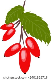 Rose hips. Hand drawn vector illustration of wild rose hips with colorful autumn leaves. Eps 10. cartoon style, flat.