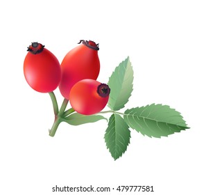 
Rose hips. 
Hand drawn vector illustration of wild rose hips with green leaves on transparent background.
