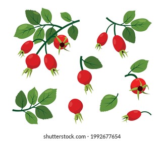 Colección de iconos de cadera rosa aislada en fondo blanco. Bayas de cadera silvestre roja en una rama con hojas verdes. Ilustración vectorial para la alimentación sana o el diseño natural.