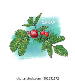 Rose hips on a watercolor background.Vector illustration