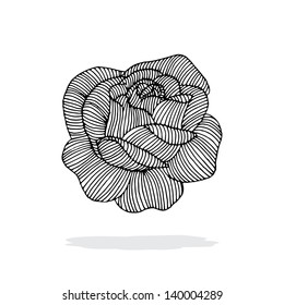 Rose illustration