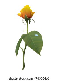 rose illustration