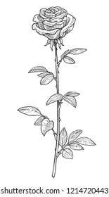 Rose illustration, drawing, engraving, ink, line art, vector