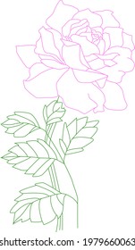 Rose illustration line vector logo