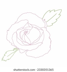 Rose Illustration no colour vector