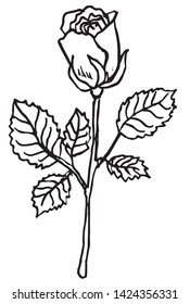 Rose Illustration Vector Isolated Line Art