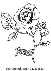 Rose Illustration Vector Isolated Line Art
