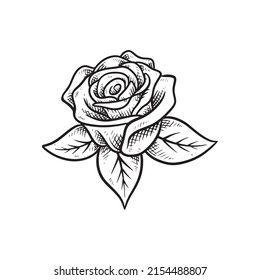 Vector de ilustración de rosa sobre fondo blanco