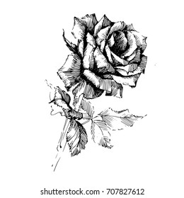 Rose Ink drawing flower vector illustration and line art. Floral illustration.