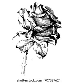 Rose Ink drawing flower vector illustration and line art. Floral illustration. Vintage engraved illustration.