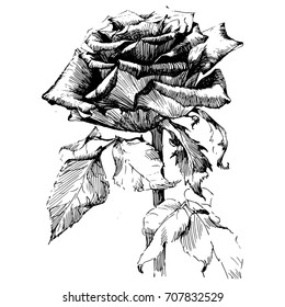 Rose Ink drawing flower vector illustration and line art. Floral illustration. Vintage engraved illustration.