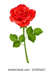 rose isolated