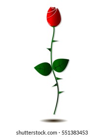 rose isolated