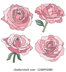 Rose isolated on white background. Pink flower. Design for invitation, wedding or greeting cards. Wedding decorations. Decorative bridal bouquet. Birthday. Collection. Vector illustration. Backdrop.
