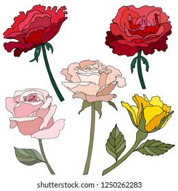 Rose isolated on white background. Red flower. Design for invitation, wedding or greeting cards. Wedding decorations. Decorative bridal bouquet. Birthday. Collection. Vector illustration. Backdrop.